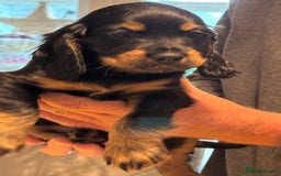 Cocker Spaniel dogs for sale: Cocker spaniel puppies-show type - Image 15