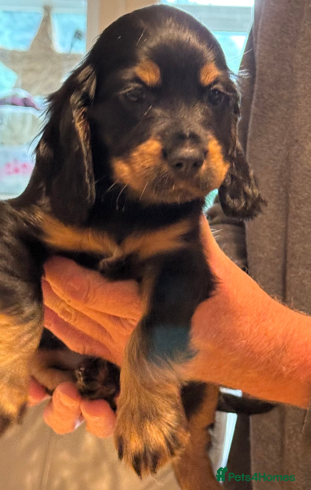 Cocker Spaniel dogs for sale: Cocker spaniel puppies-show type - Image 15