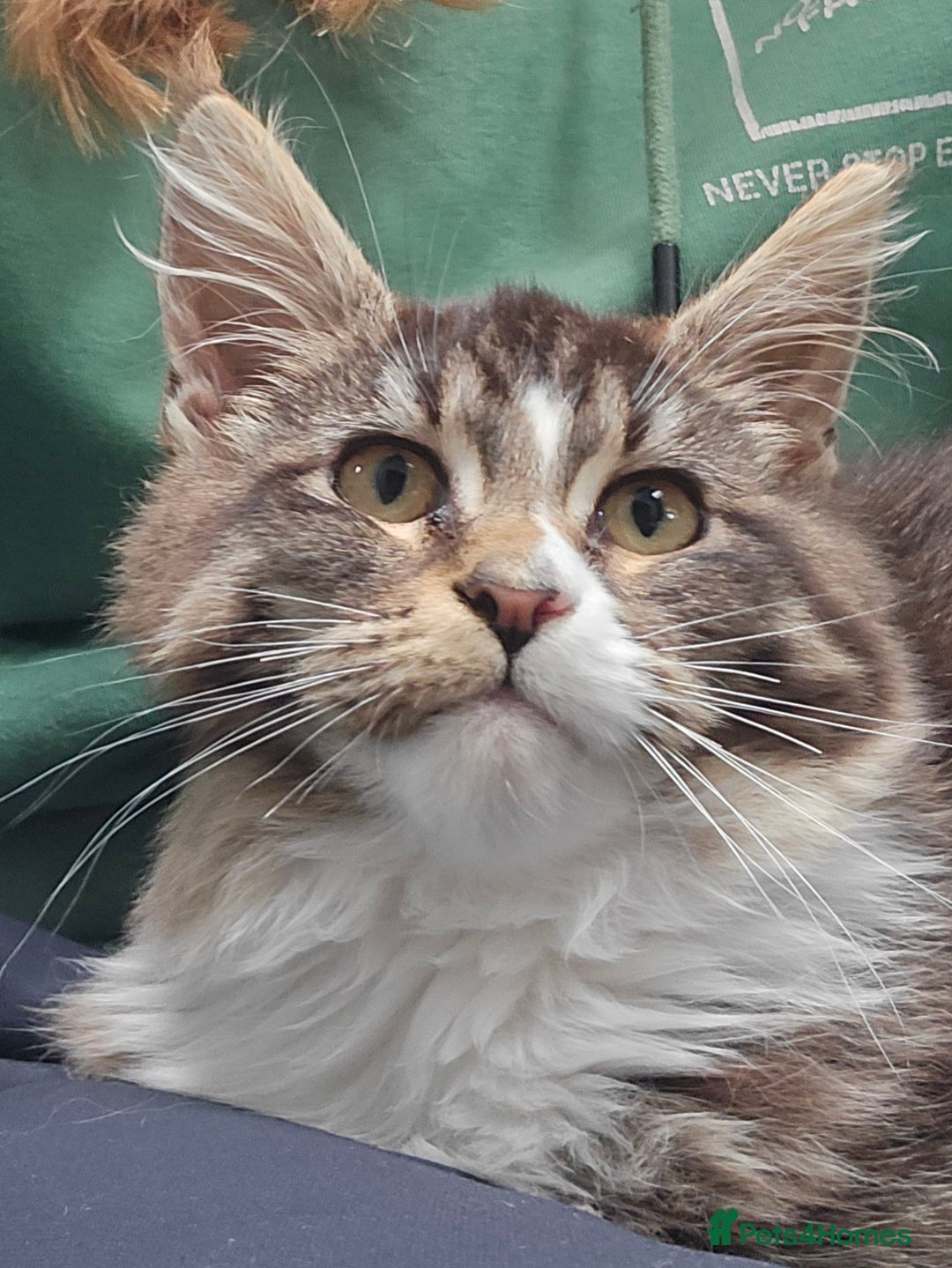 Maine Coon cats for sale: Registered Maine Coon kitten - Advert 1