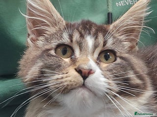 Maine Coon cats Registered Maine Coon kitten - Advert 1