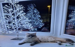 Ragdoll cats for stud: Ragdoll Stud  in Manchester - Image 11
