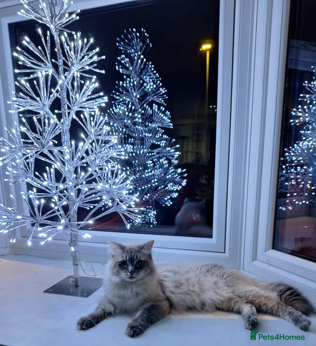 Ragdoll cats for stud: Ragdoll Stud  in Manchester - Advert 10