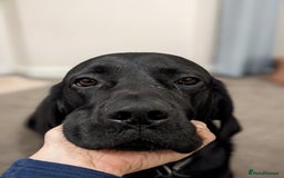 Mixed Breed dogs for sale: Vizsla x Lab  - Image 3