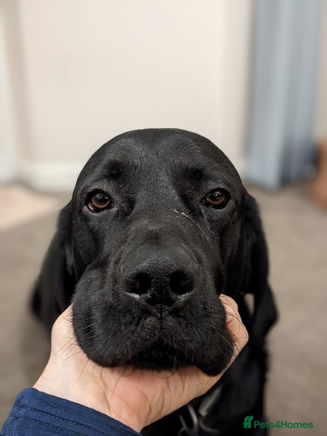 Mixed Breed dogs for sale: Vizsla x Lab  - Image 3