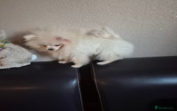 Pomeranian dogs for sale: Pomeranian white girl  - Image 3