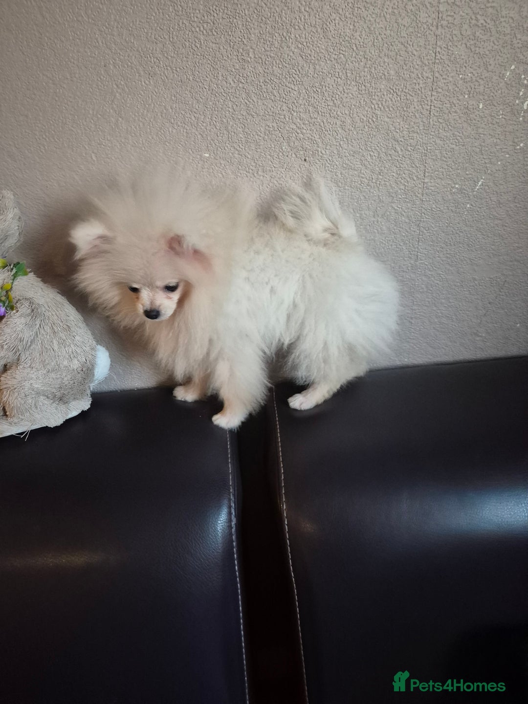 Pomeranian dogs for sale: Pomeranian white girl  - Image 3