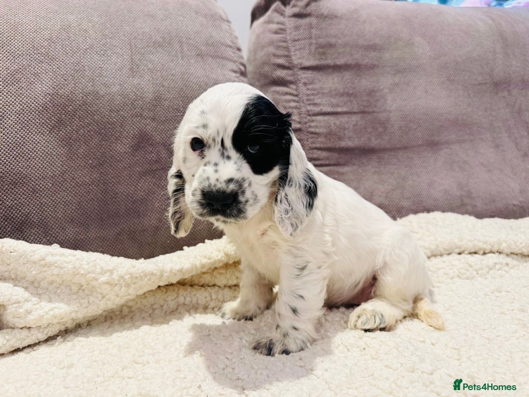 Cocker Spaniel dogs for sale: Beautiful English Cocker Spaniel Girl  - Advert 15