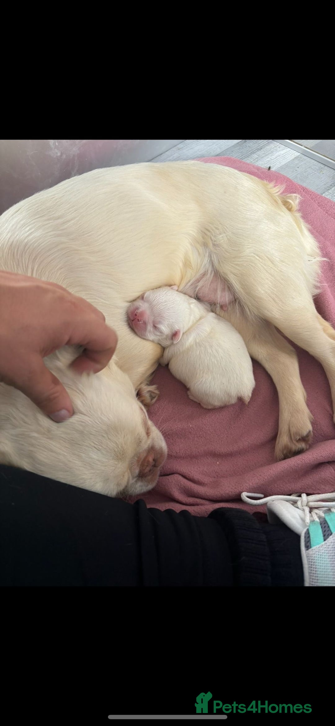 French Bulldog dogs for sale: Merle visual fluffy micro & blue teddy bear  - Advert 8