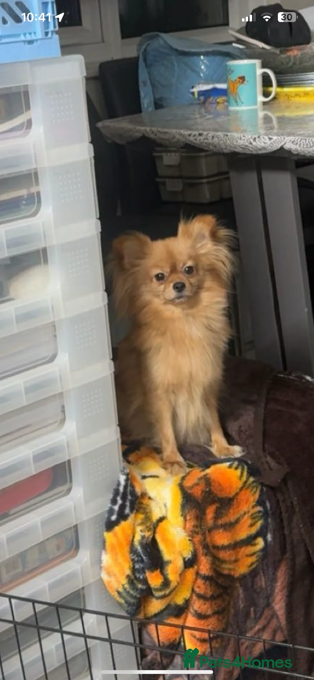 Pomeranian dogs for sale: Pomeranian girl puppy  - Advert 2