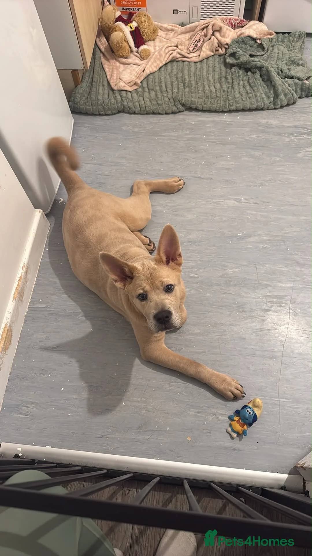 Mixed Breed dogs for sale: Chow chow cross American bulldog  - Advert 2
