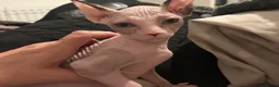 Sphynx cats for sale: Last 2 girls reduced  - Advert 4