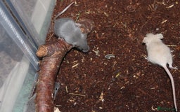 Mouse rodents for sale: Mixture of Fancy Mice For Sale  - Image 7