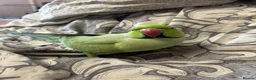 Ringnecks birds for sale: Beautiful Indian Ringneck Parakeet – 1.5 years old - Advert 1