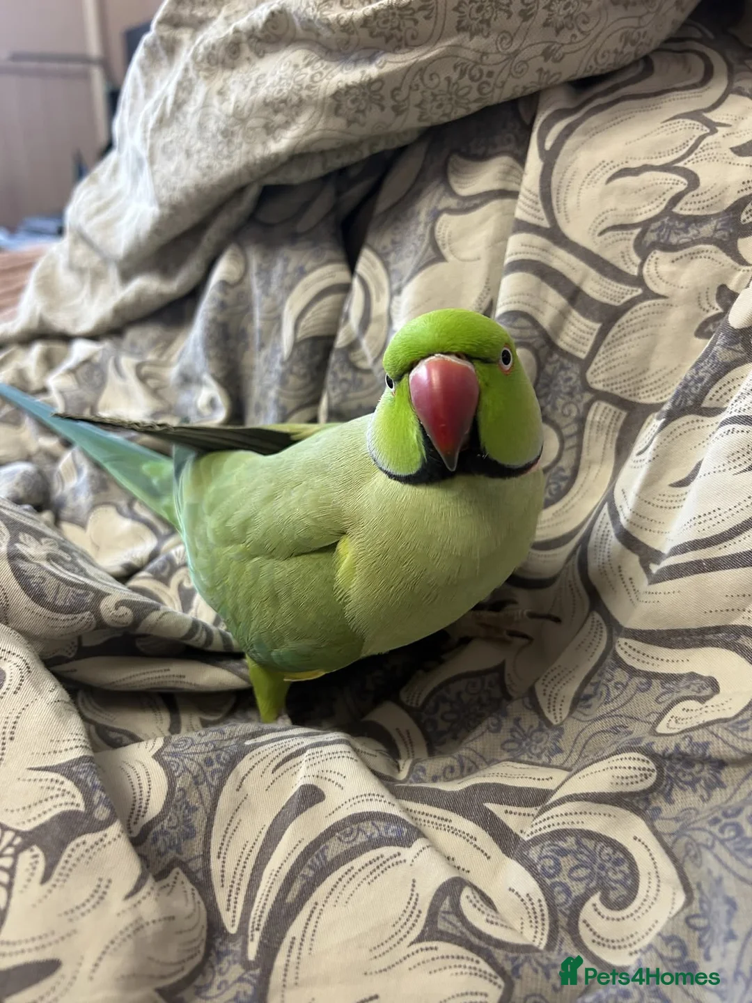 Ringnecks birds for sale: Beautiful Indian Ringneck Parakeet – 1.5 years old - Advert 1