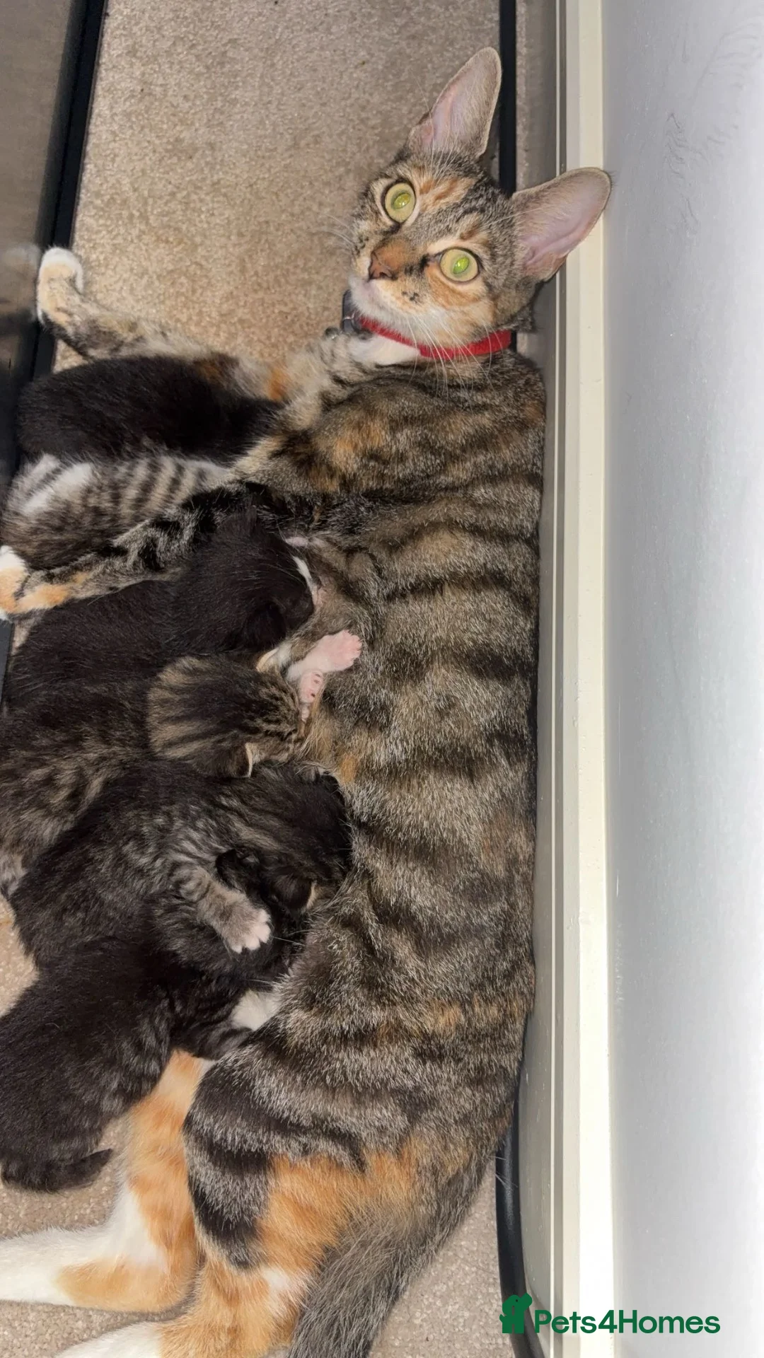 Mixed Breed cats for sale: Mixed Breed selection of kittens in Stratford-upon-Avon - Advert 1