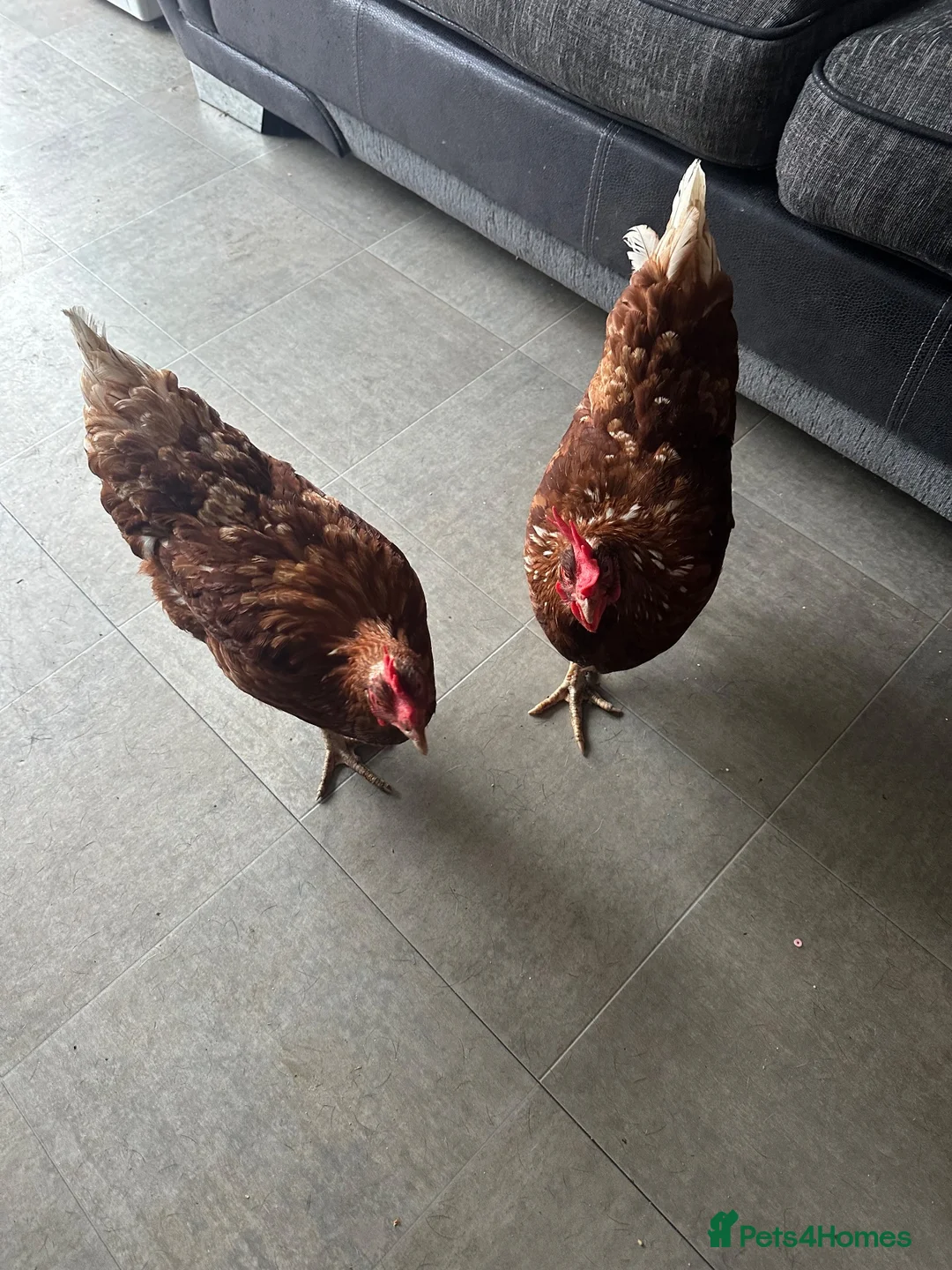 Mixed Breed birds for sale: 1 laying hens  - Advert 2