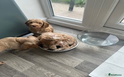 Cockapoo dogs for sale: - 3 Cockapoo Puppies - ! collect today ! Chester - - Image 4