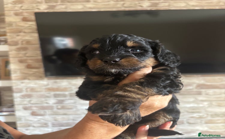Cavapoo dogs - Advert 1