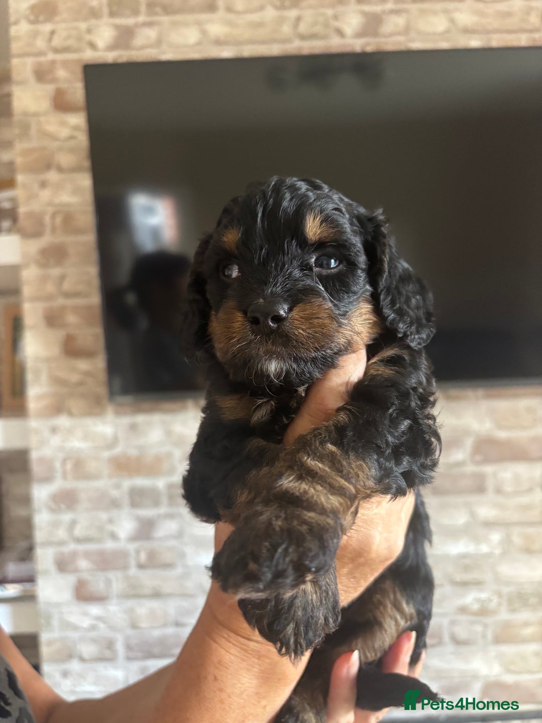 Cavapoo dogs for sale: Outstanding Blk and tan toy cavapoo male left  - Image 5