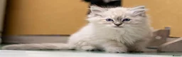 Ragdoll cats for sale: Adorable, Purebred GCCF Registered Ragdoll Kittens in London - Advert 7