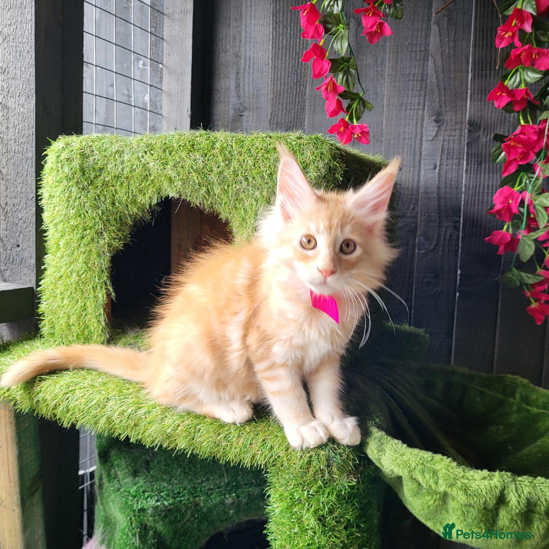 Maine Coon cats Maine Coon kittens for sale CF81  - Advert 2