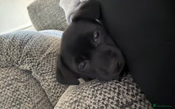 Mixed Breed dogs for sale: Loving staffy looking for forever home  - Image 13