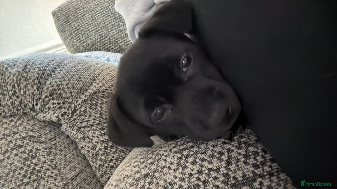 Mixed Breed dogs for sale: Loving staffy looking for forever home  - Image 13