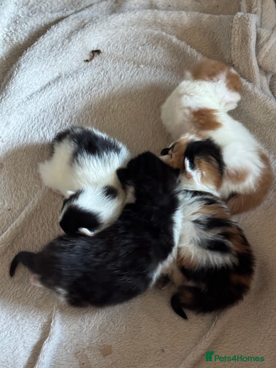 Mixed Breed cats for sale: 4 Stunning kittens  - Advert 6