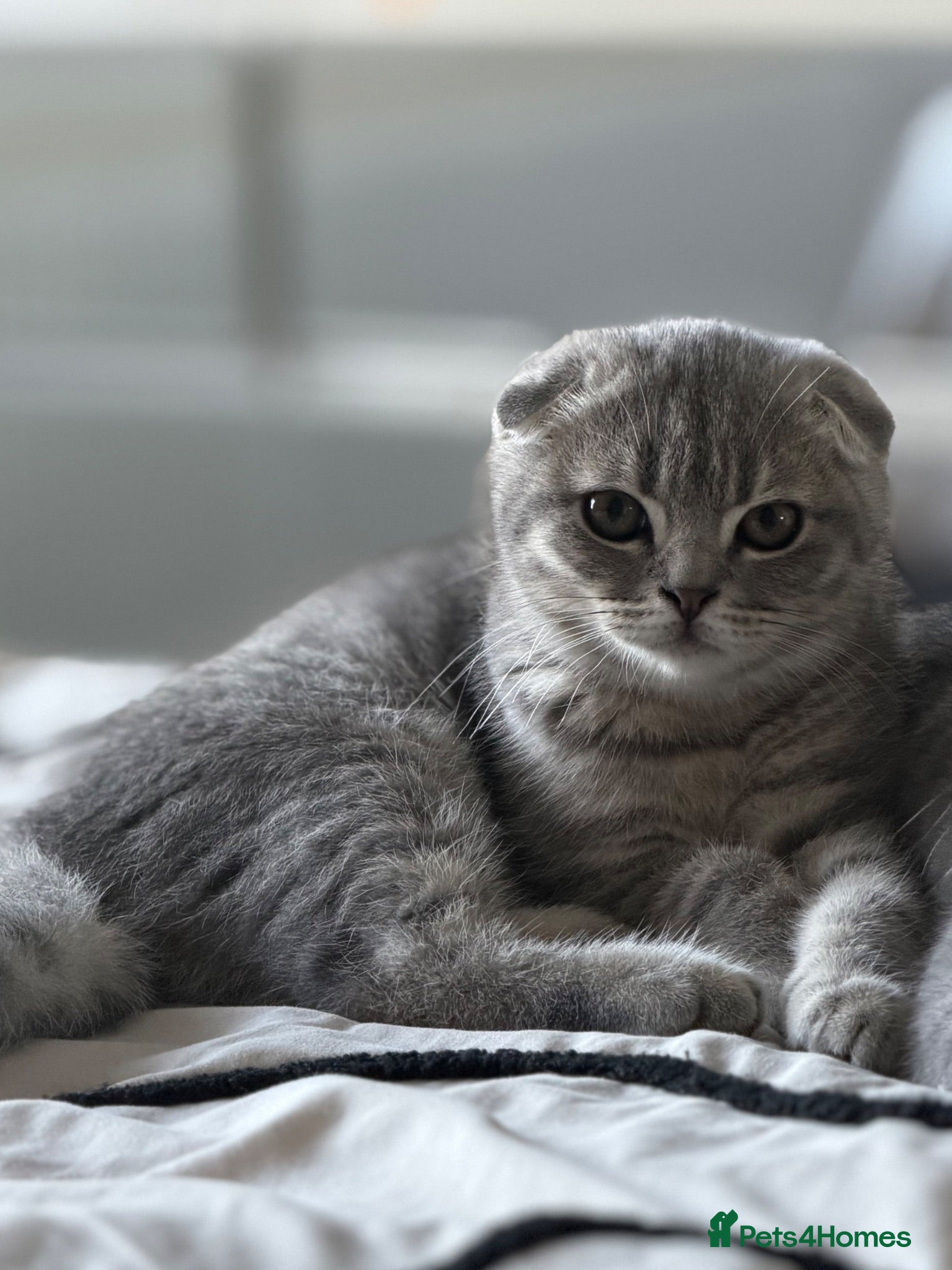 Scottish Fold cats LAST Scottish Fold – Ready Now - Advert 22