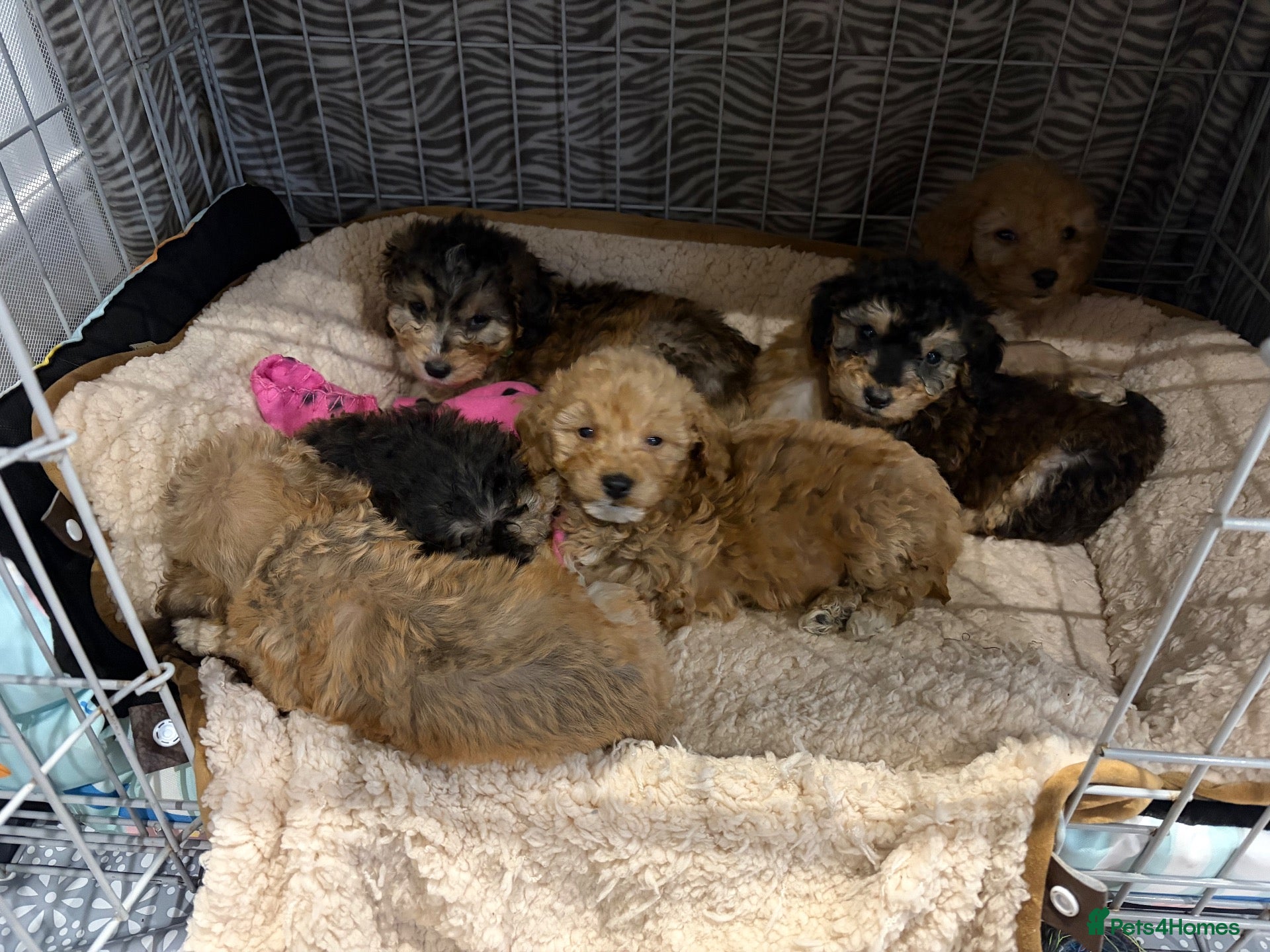 Cockapoo dogs for sale: 🐾STUNNING COCKERPOO F1 PUPPIES REG BREDER 🐾 - Advert 1
