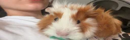 Guinea Pig rodents for sale: 2 male piggies  - Advert 4