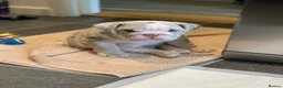 English Bulldog dogs for sale: British Bulldog 5yrs  - Advert 2