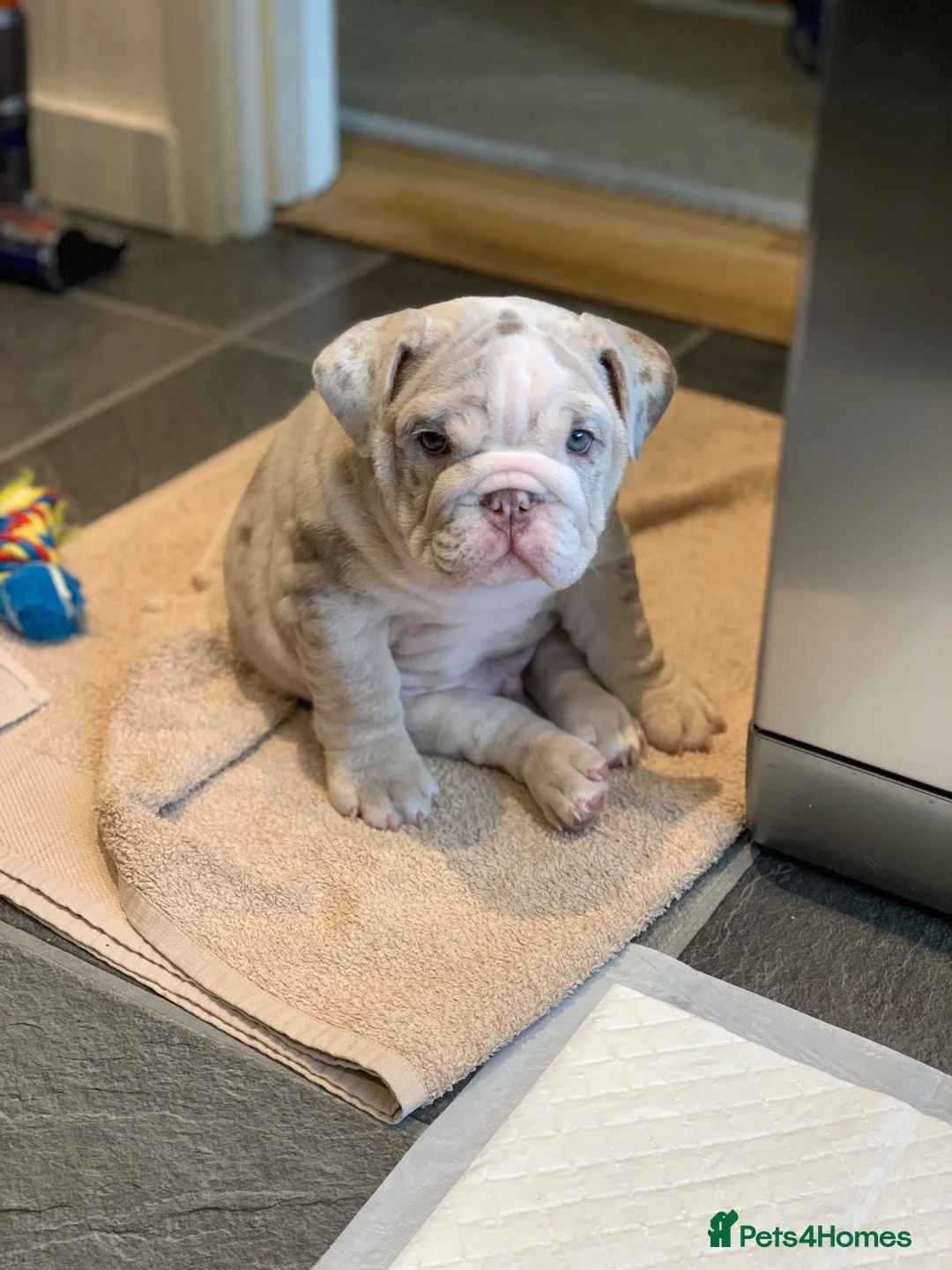 English Bulldog dogs for sale: British Bulldog 5yrs  - Advert 2