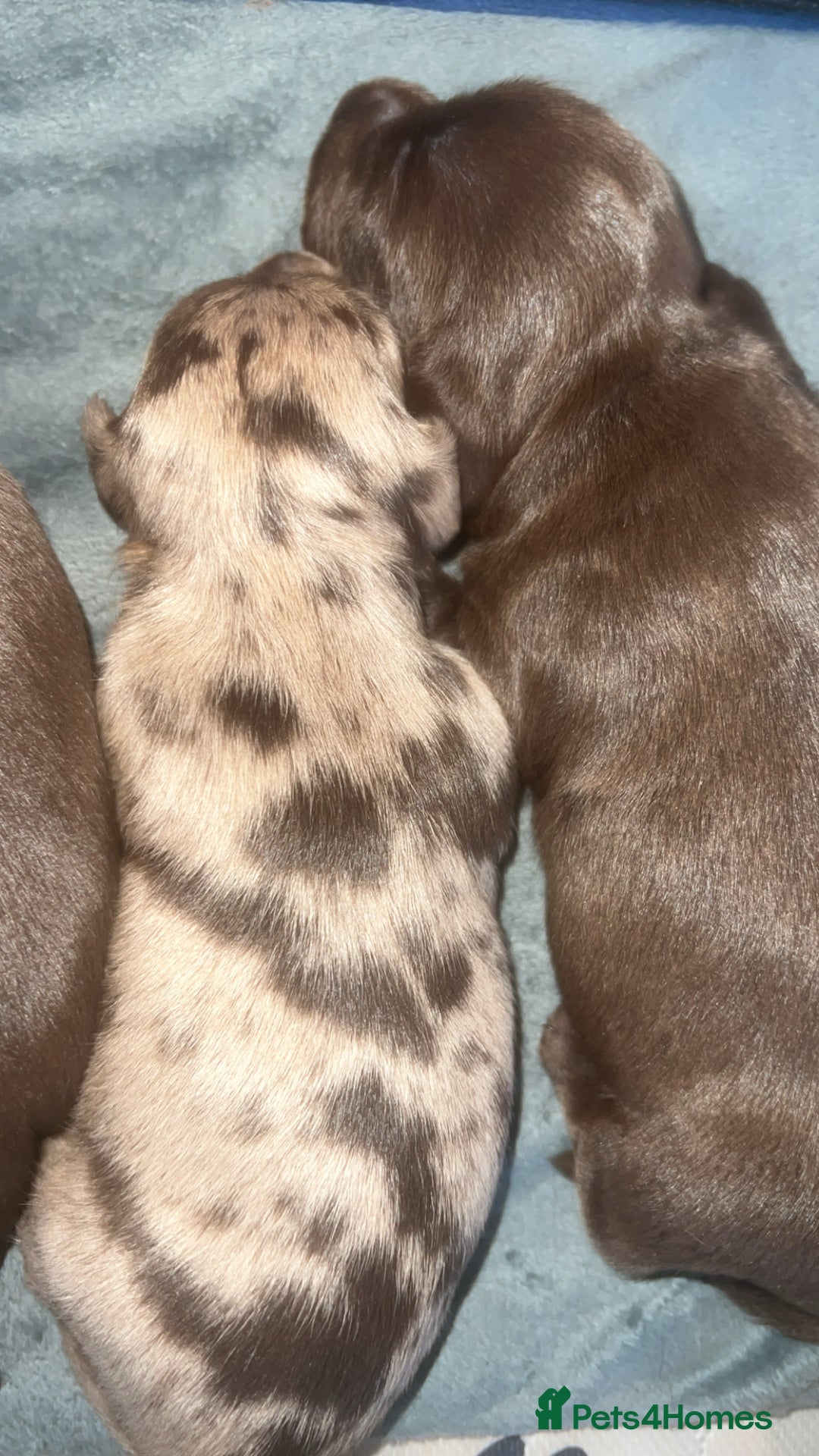 Mixed Breed dogs for sale: LAST GIRL 🩷 daxipoo - Advert 17