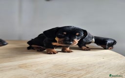 Miniature Dachshund dogs for sale: PRA CLEAR GORGEOUS MIN DACHSHUNDS  - Image 16