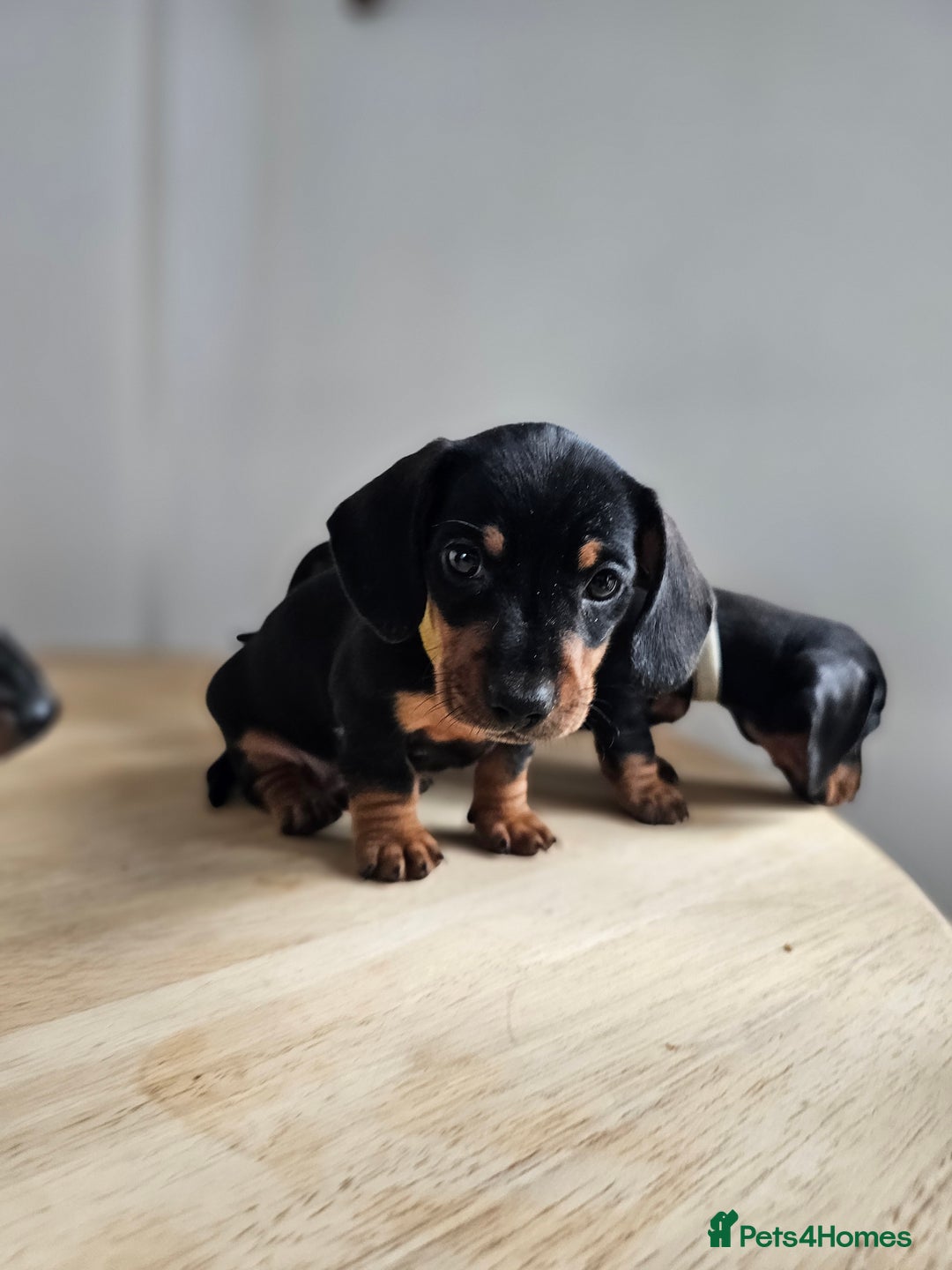 Miniature Dachshund dogs for sale: PRA CLEAR GORGEOUS MIN DACHSHUNDS  - Image 16