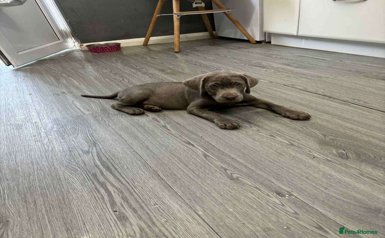 Labrador Retriever dogs - Advert 14