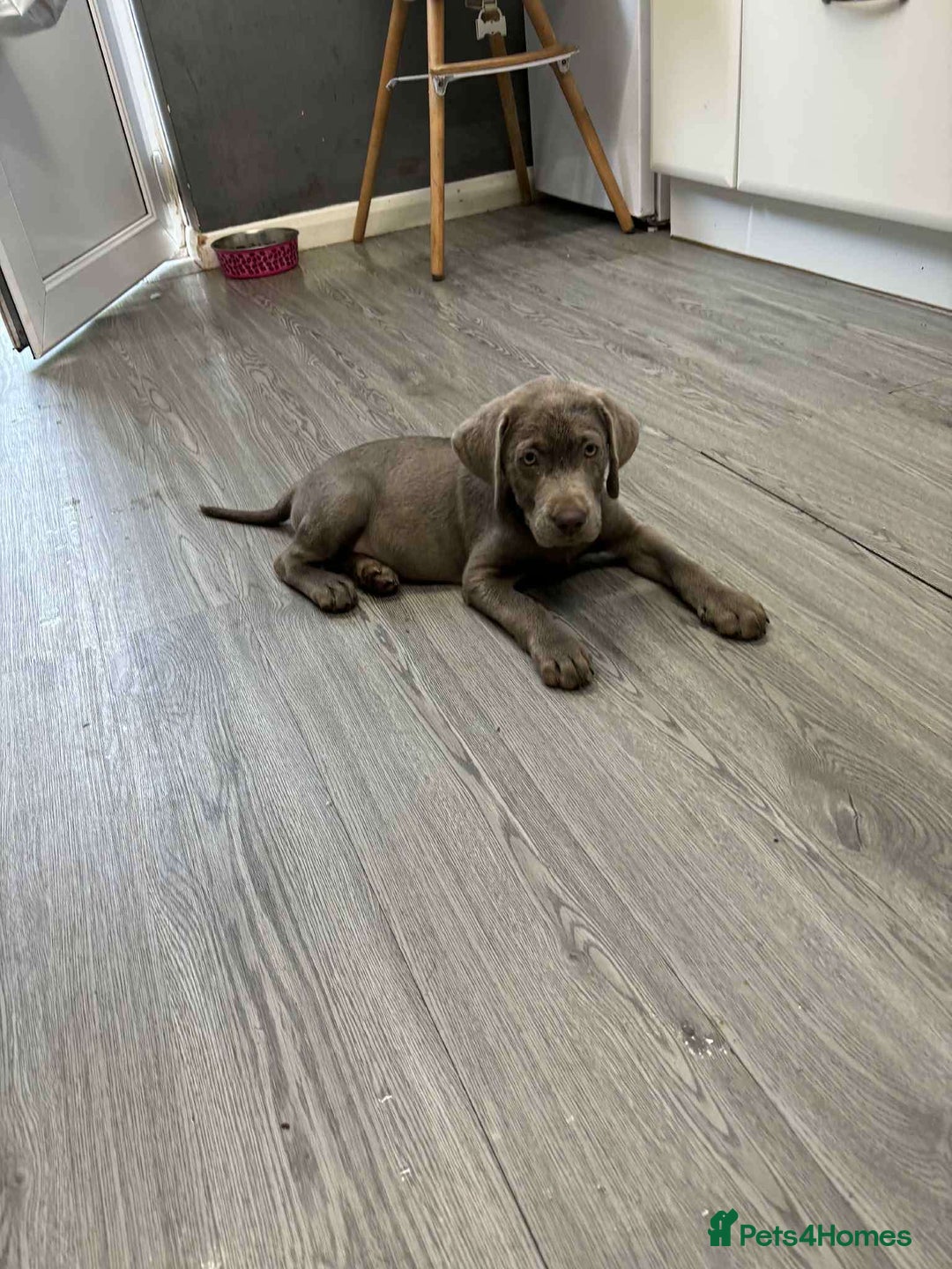 Labrador Retriever dogs for sale: Lab puppy - Image 1