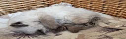 Ragdoll cats for sale: Gorgeous friendly Ragdoll kittens - Advert 26
