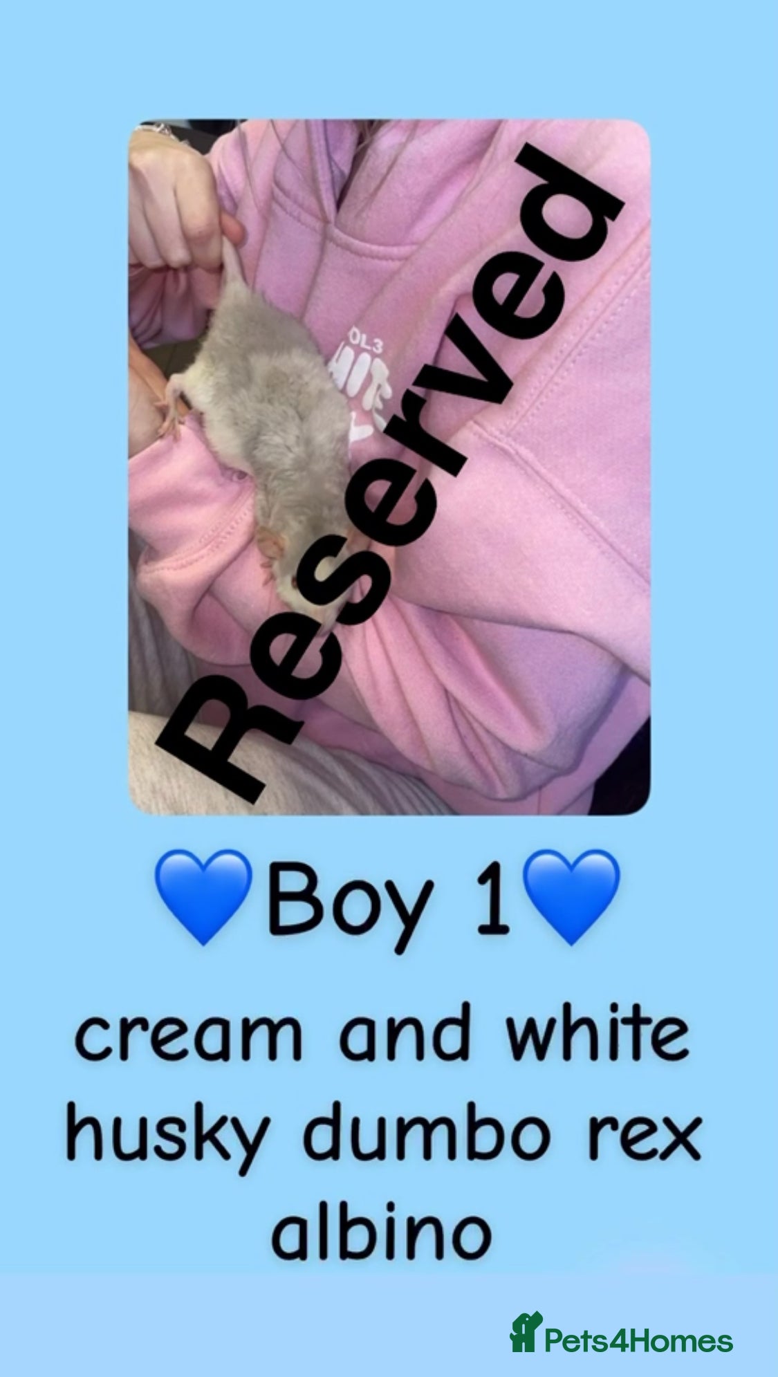 Rat rodents Beautiful baby rats looking for forever homes! - Advert 7