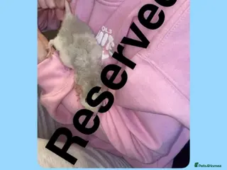 Rat rodents Beautiful baby rats looking for forever homes! - Advert 7