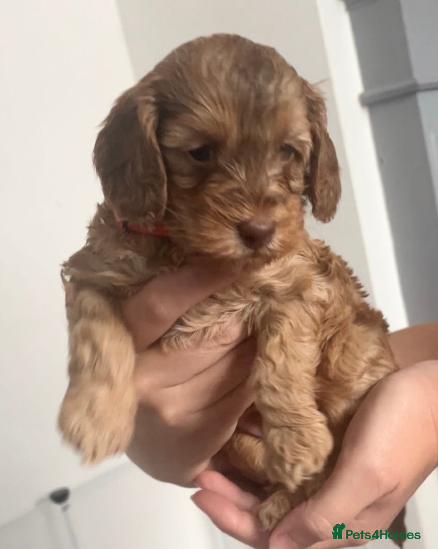 Cockapoo dogs LAST 3! Toy F2 Cockapoo Puppies – Poole - Advert 2