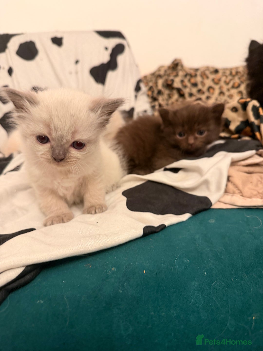 Ragdoll cats for sale: Beautiful Persia dolls  - Advert 11