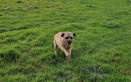 Border Terrier dogs for sale: 4 year old Male pedigree Border  - Image 4