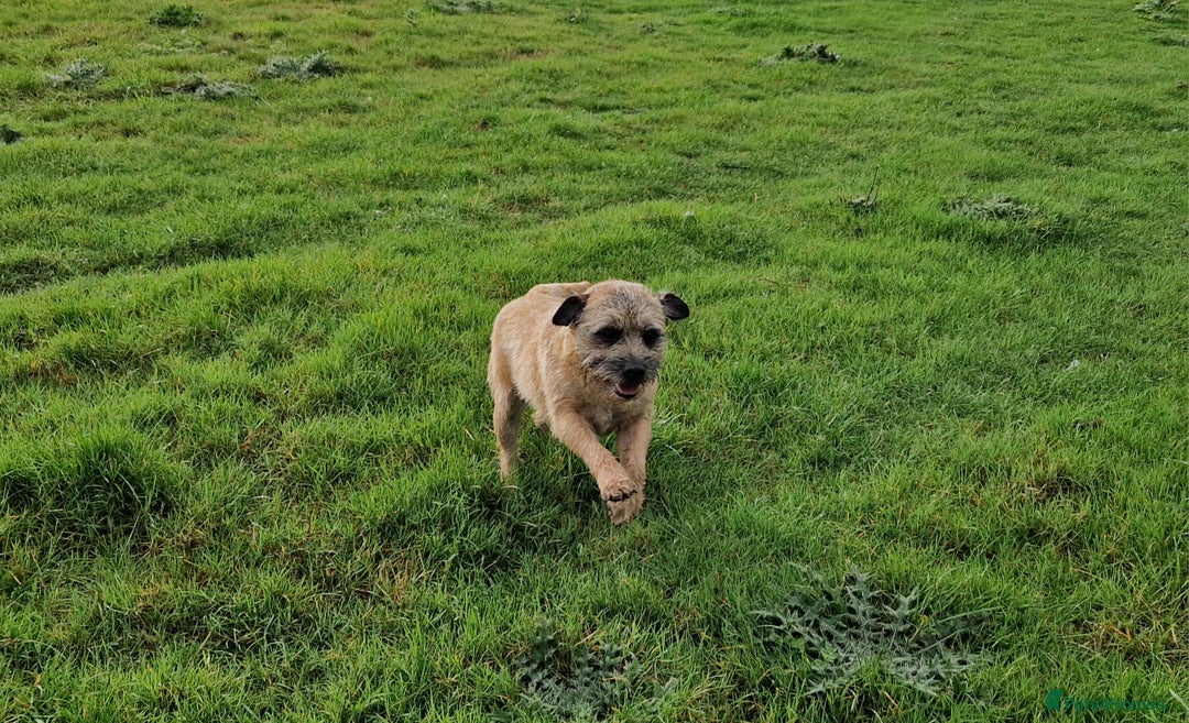 Border Terrier dogs for sale: 4 year old Male pedigree Border  - Image 4
