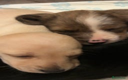 Miniature Dachshund dogs for sale: Miniature dachshunds  - Image 9