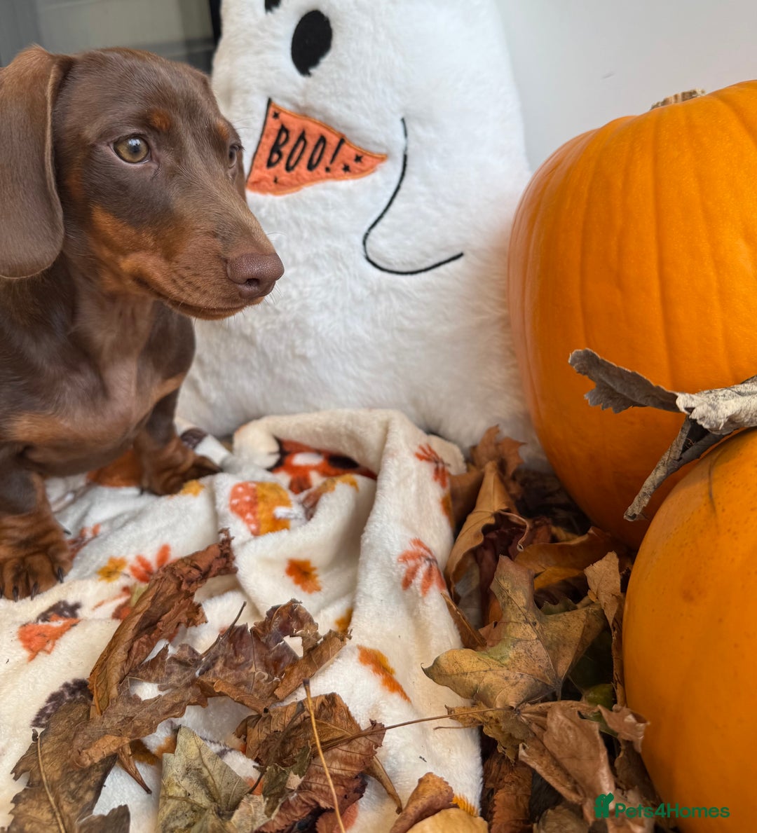 Miniature Dachshund dogs for sale: Perfect Miniature dachshund  - Image 9