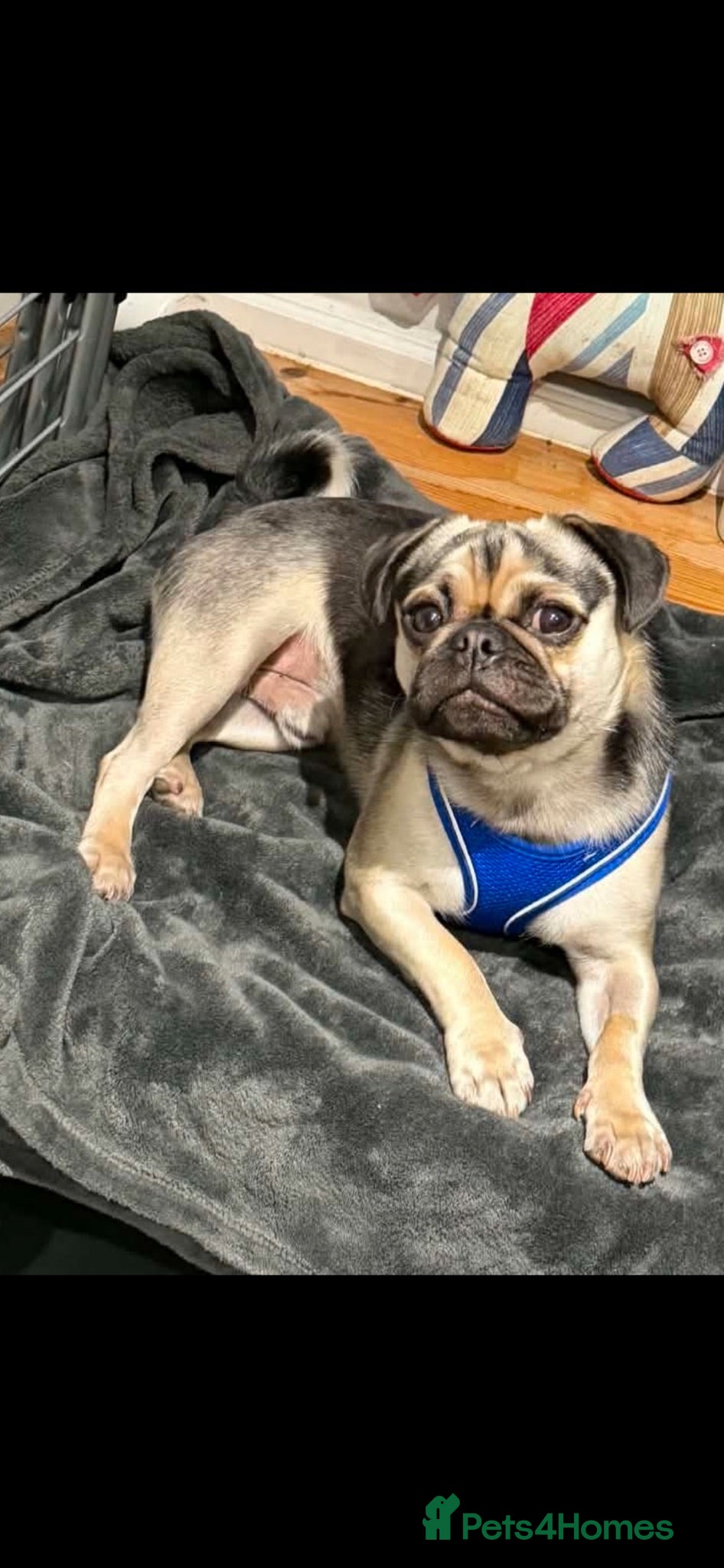 Mixed Breed dogs 1 year old Pug x looking for new home  - Advert 2