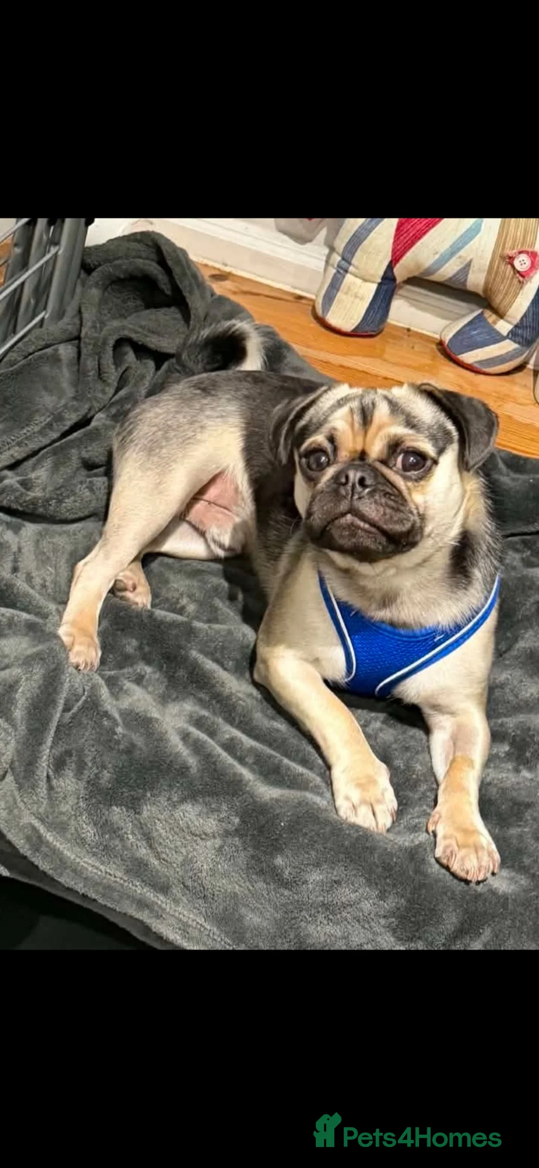 Mixed Breed dogs for sale: 1 year old Pug x looking for new home  in Ellesmere - Advert 1