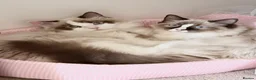 Ragdoll cats for sale: Ragdoll siblings to go to a home together.  - Advert 6